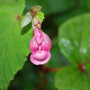 Begonia grandis